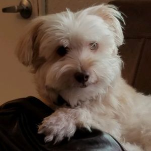 Meet your Posher, Roger